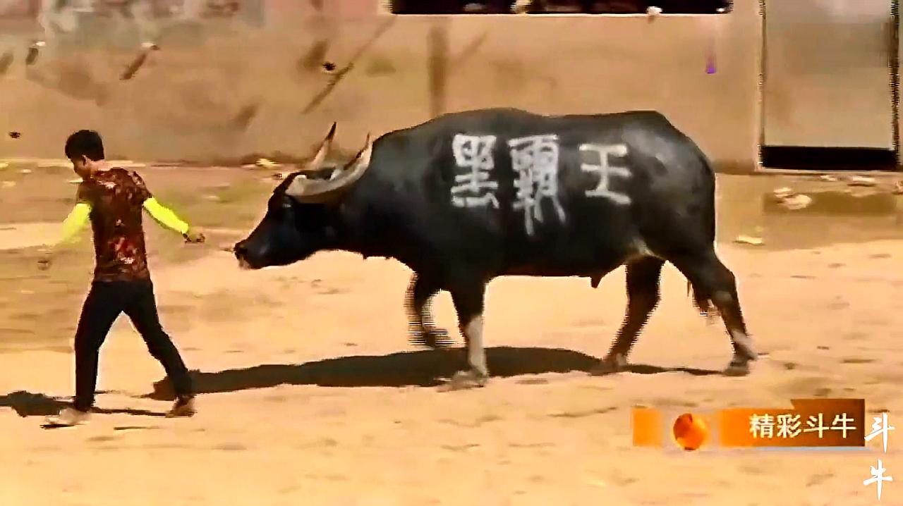 黑霸王牛王最新日常趣事與小伙伴們的歡樂時(shí)光