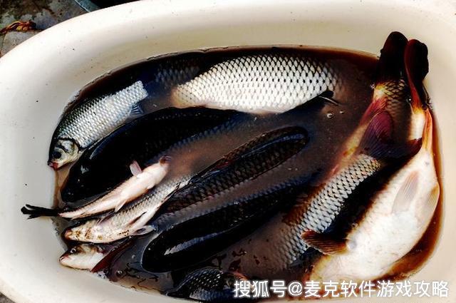 漢中釣魚坑塘最新動(dòng)態(tài),漢中釣魚坑塘的歡樂(lè)時(shí)光